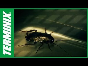 Pest Prevention Tips from Terminix