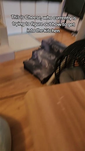 Cheese's Adventure: The Determined Ferret