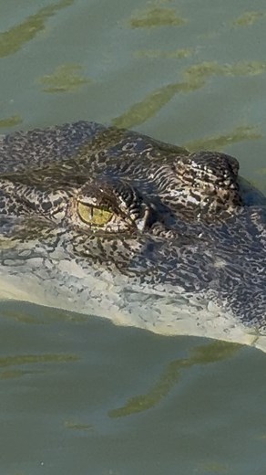 When a saltwater croc sees your lure… and then sees you. Let’s just say the moment he turned toward the shore, I discovered two things: 1. I run faster barefoot than I thought 2. Australia is wild. 😂🐊🇦🇺 #BarefootInCrocCountry #KimberleyChaos #FishingOrBeingFished #RunForTheHillsMode #LiveOnceLife | Stephen Katsarelis
