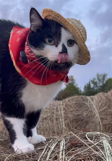 Meowdy purrtners. Field inspector extraordinaire 🧐 If you’re a fan of Jack Spicer’s kitty cat cowboy content please consider being a real cowpoke and subscribing to his Patreon linked in bio 😊 everything helps ❤️ #cat #cats #catsoftiktok #kittycat #cattok