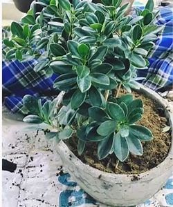 Ficus Macrophylla: The Care and Maintenance Tips | Ficusplant