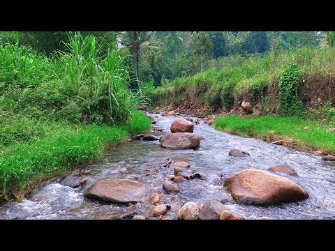 🌸🌿 Flowing River Stream Sounds in Green Forest to Relieve Stress, Calm the Mind, and Improve Sleep