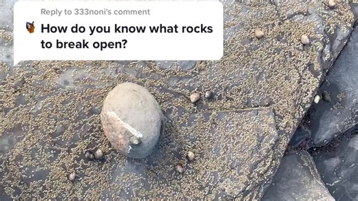 Not every rock contains a fossil! Alot of luck is involved sometimes | Dig & Discover | Facebook