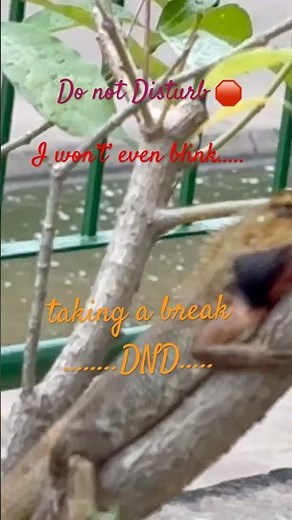 Chameleon relaxing on the branch # Music