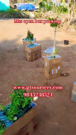 mettur parcel service open box packing#mss#online sales#rose#exotic fruits