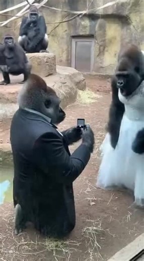 Discover Hilarious Animal Moments in Nature