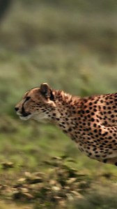 Nicht umsonst gilt der Gepard als schnellstes Landtier der Erde. Auf der Jagd durch die Savanne kann er eine atemberaubende Geschwindigkeit von über 100 km/h erreichen. Doch das hohe Tempo hält er nur auf kurzer Distanz durch, dann heißt es entweder zuschlagen oder aufgeben. Sein schlanker Körper und die langen Beine machen ihn zum perfekten Sprinter, aber nicht zu einem ausdauernden Läufer. Big Cat Februar – DONNERSTAGS ab 20:15 auf National Geographic WILD | National Geographic