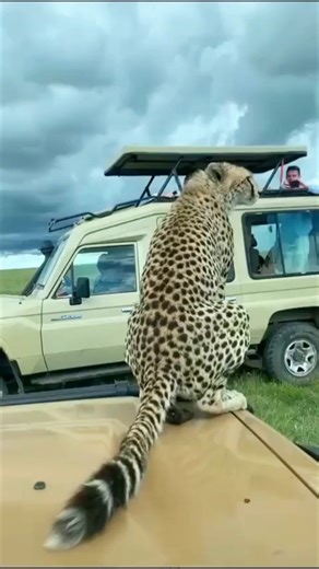 Observing Cheetah Behavior in the Wild | Educational Wildlife Video | #wildlife #kenya #tanzania