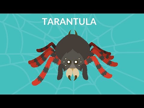 Tarantula video for kids | Are tarantulas harmful to humans? | Learn Tarantula facts |