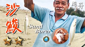 野味第五集 | 灘釣 火烤三牙 | 沙鮻生魚片 | 萍哥Pinger 萍哥野味第五集的主題為#灘釣 唷! 主要是釣 #三牙 #沙鮻 也叫沙腸仔 釣了一個上午 雖然天氣不穩定 中間還下了點雨 不過釣況還算不錯 後面有美味魚料理 唷!! 完整影片請至Youtube頻道： 1.萍哥 Pinger 2.萍哥 Pinger的一舉一動 炙烤三牙魚、酥炸沙鮻、沙鮻生魚片 | 萍哥 Pinger