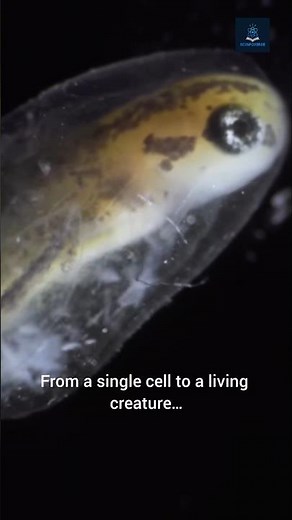 Axolotl Growth: From a Single Cell to a Living Creature!