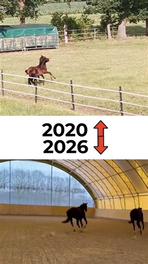 From Pasture Playfights to Young Horse Arena | Finero ✨ #spitzenfohlen #youngdressagehorse #dressage
