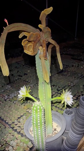 밤에 피는 선인장 대형꽃 귀면각 #세원선인장 #액스플랜트세원선인장 #cactus