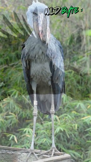 The Slowest Wingbeat in the Bird World?