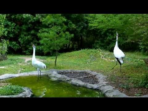 Whooping crane unison call