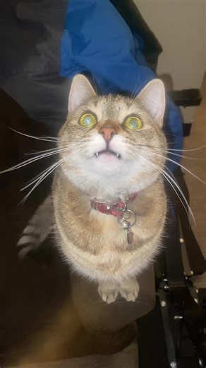Army Cat CoCo is a Morse Cat 🐱 #TalkingCat #ForYou | cat