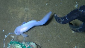 Scientists have managed to film the adorable super deep-sea snailfish in 4K