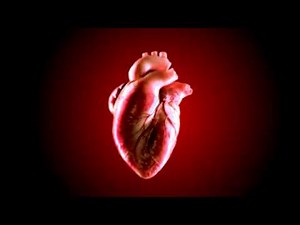 3d animated human heart