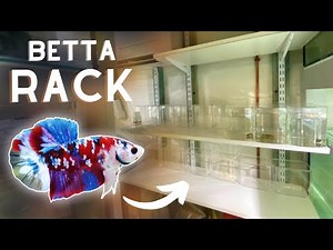 Building the NEW Betta Barracks!