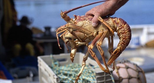 Do Lobsters Have Brains, Feel Pain or Have Emotions?? (And Do They Live Forever) - UntamedAnimals
