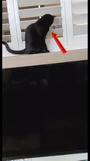 Genius Cats Unleashed: Clever Pranks and Escapes