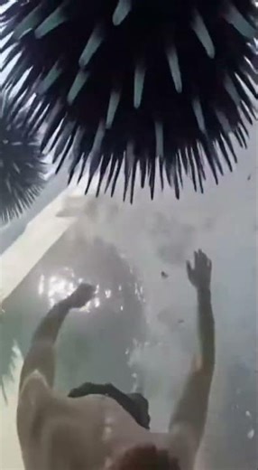 This pool is full of giant blue sea urchins #funny #fishing #swimmingpool #waterslide #shark #swim