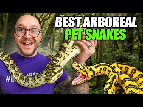Top 5 BEST Arboreal Pet Snakes