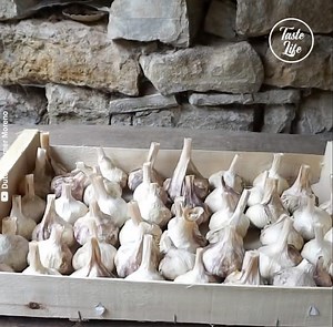 10M views · 11K reactions | This farmer will show us how he grows garlic on his vegetable farm Credit: Dutch Farmer Moreno - youtube.com/channel/UCV8i0RAQ3kAxs8xWmB-lK-Q?sub_confirmation=1 | Taste Life | Facebook