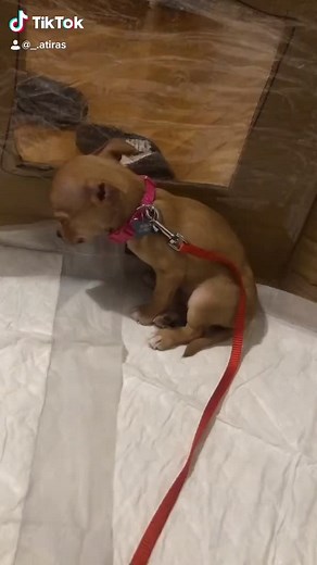 Adorable Sleepy Chihuahua Puppy at 8 Weeks Old