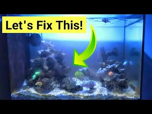 How To Fix Problems In A Saltwater Aquarium (5 Steps)