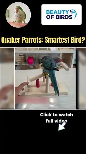 The #1 Thing I Learned About Quaker Parrots Intelligence