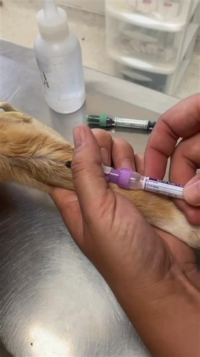 Vet Tech Barbie on Instagram: "🤩 #vetmed #vettech #foryou #vetlife"