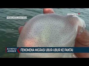 Fenomena Migrasi Ubur-Ubur di Pantai Utara Probolinggo