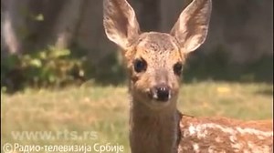 161K views · 3.3K reactions | Живко највише воли козје млеко на флашицу и руже - ловци спасили лане од сигурне смрти Опширније » https://www.rts.rs/page/magazine/ci/story/501/zanimljivosti/4429349/lane-utosiste-spas-guca-lovac.html | Internet portal RTS-a | Facebook