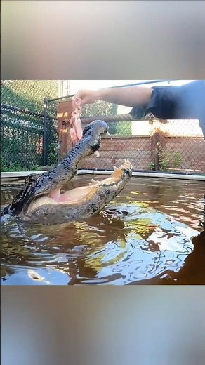 Alligator Feeding!