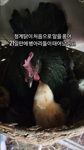 자연부화 병아리키우기/청계닭 토종닭 키우기/