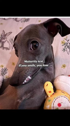 Maturity Test: Can You Resist Smiling Until the End?