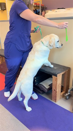 27 reactions |  Step by Step Toward Strength!  Elevated side steps help dogs build hip and core strength, improve balance, and increase body awareness — all key for stability and joint support! 領✨ This exercise is perfect for improving coordination and helping our rehab patients move with confidence again. ❤️ | Village Veterinary Clinic of Hamburg | Facebook
