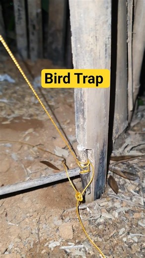 Best Bird Trap: How To Install A New Trap #shorts #trap #birdtrap #hunting