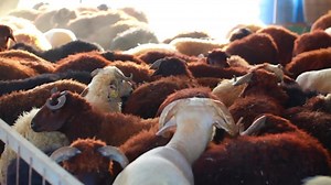 Stock Video Farm Sheep Live Wallpaper For PC