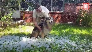 2.3M views · 4.1K reactions | Für ihren todkranken Hund lässt es Frauchen ein letztes Mal schneien, bevor sie ihn für immer gehen lassen muss. Denn sie hatte es ihm doch versprochen... | Petbook | Facebook