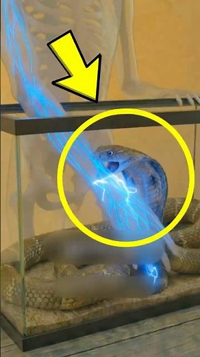 What Happens After a Snake Bite? From Corn Snake to Black Mamba Venom Explained Worldwide