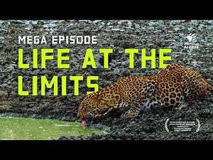 Nearly Three Hours of Wildlife at the Extremes | 4K Nature Documentary | Mega Episode