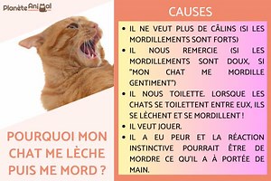 Pourquoi mon chat me lèche puis me mord ? Comportement félin