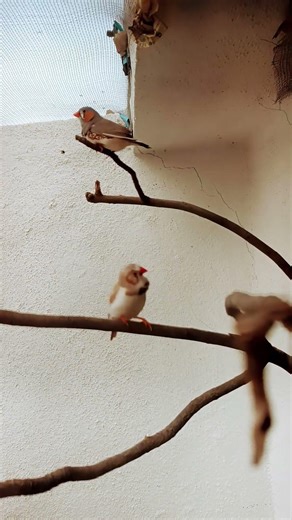 finches in morning...#birds #finches #finchbird #birdcall #zebrafinchbreeding
