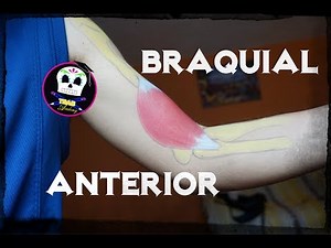 Braquial Anterior (Anatomía)