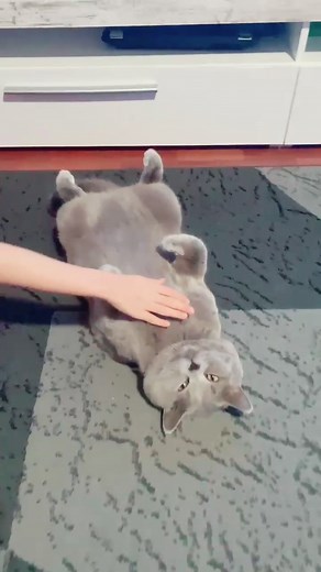 #kuscheln #liebekatzen #catlover #katzen #fyyyyyyyyyyyyyyyyyyy