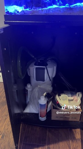 Bio cube 32 set up #reeftank #fyp #biocube32 #aquarium #saltwateraquarium #coralreef #toadsool #zoa #mushroomcoral #kenyatree #algae