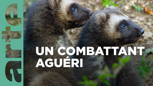 Documentaire | Le glouton, féroce prédateur du Nord