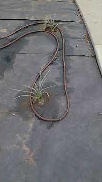 Netafim Drip Irrigation Installation